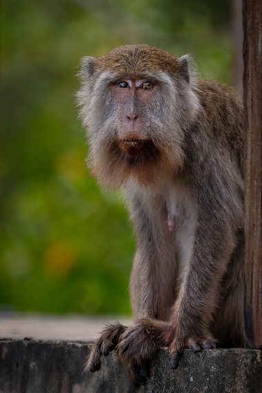 082 Kuching, Bako NP.jpg